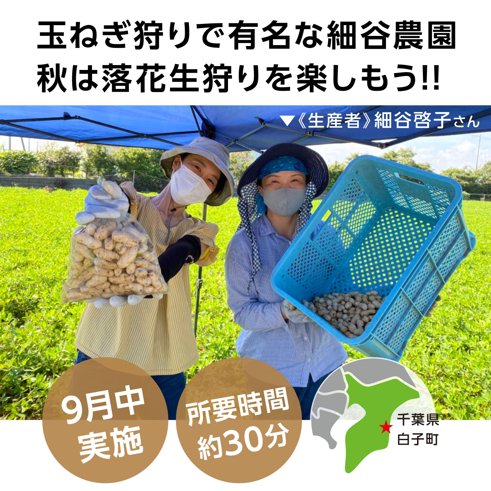 《2025年予約受付》収穫体験（千葉県細谷農園の落花生狩り～おおまさり～）