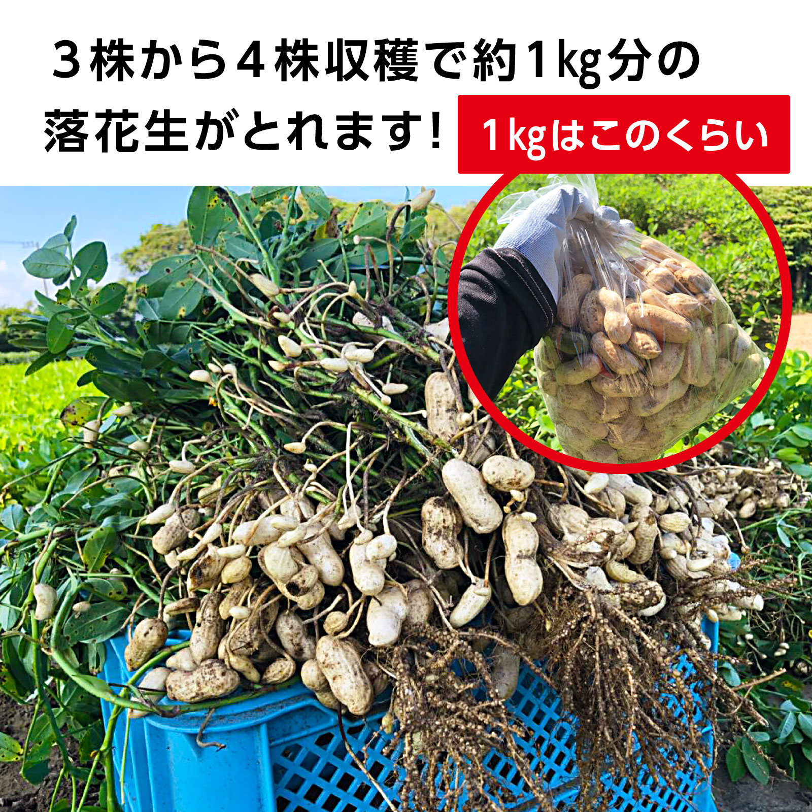 《2025年予約受付》収穫体験（千葉県細谷農園の落花生狩り～おおまさり～）