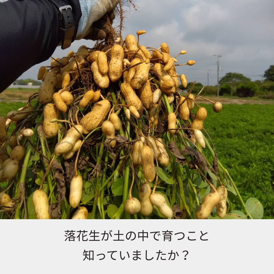 《2025年予約受付》収穫体験（千葉県細谷農園の落花生狩り～おおまさり～）