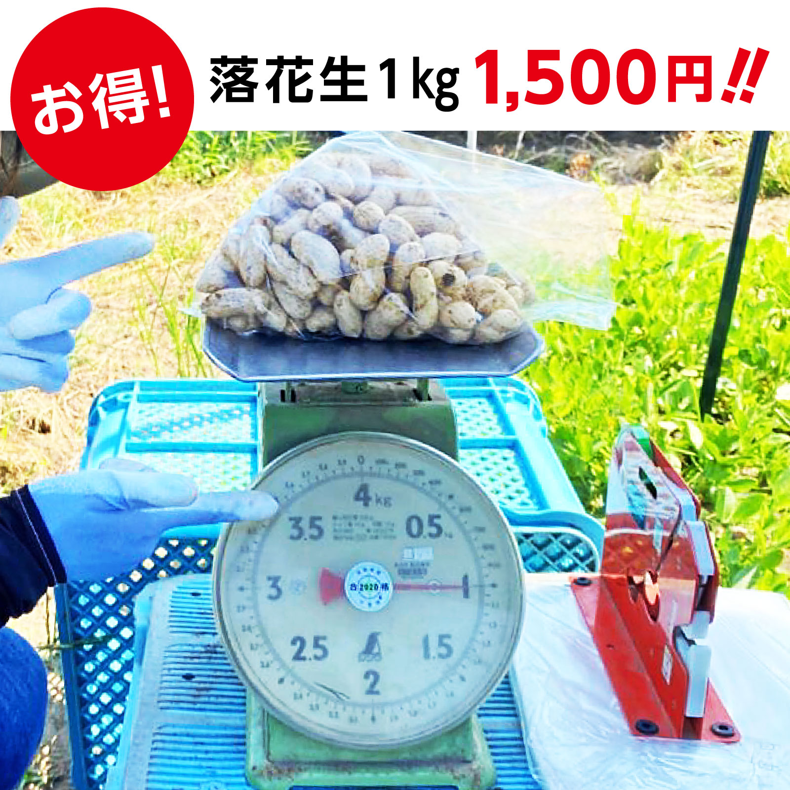 《2025年予約受付》収穫体験（千葉県細谷農園の落花生狩り～おおまさり～）