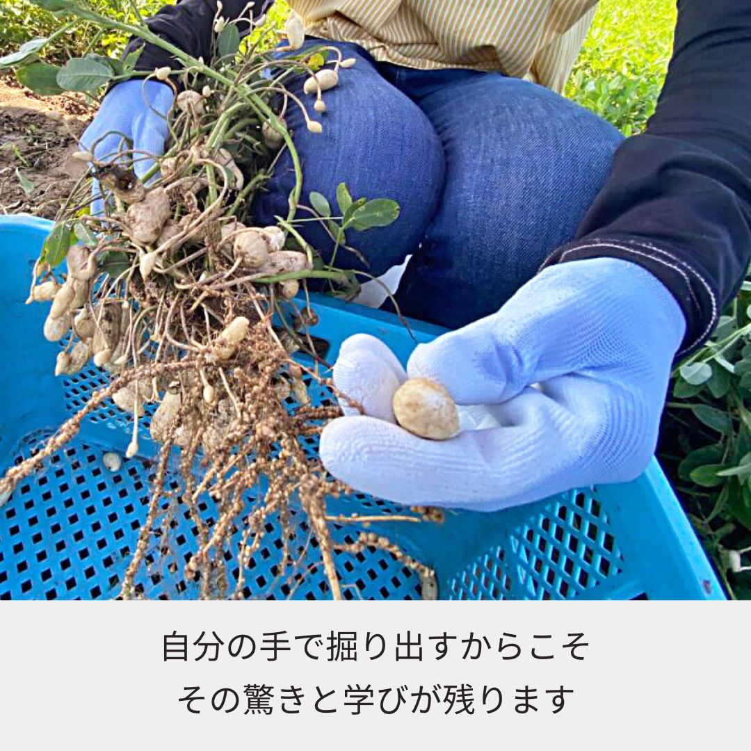 《2025年予約受付》収穫体験（千葉県細谷農園の落花生狩り～おおまさり～）