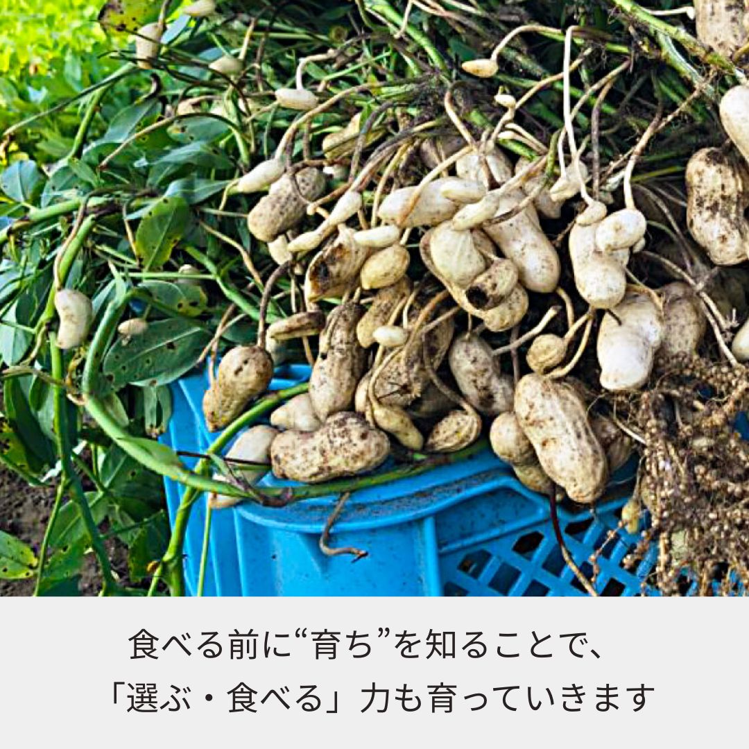 《2025年予約受付》収穫体験（千葉県細谷農園の落花生狩り～おおまさり～）