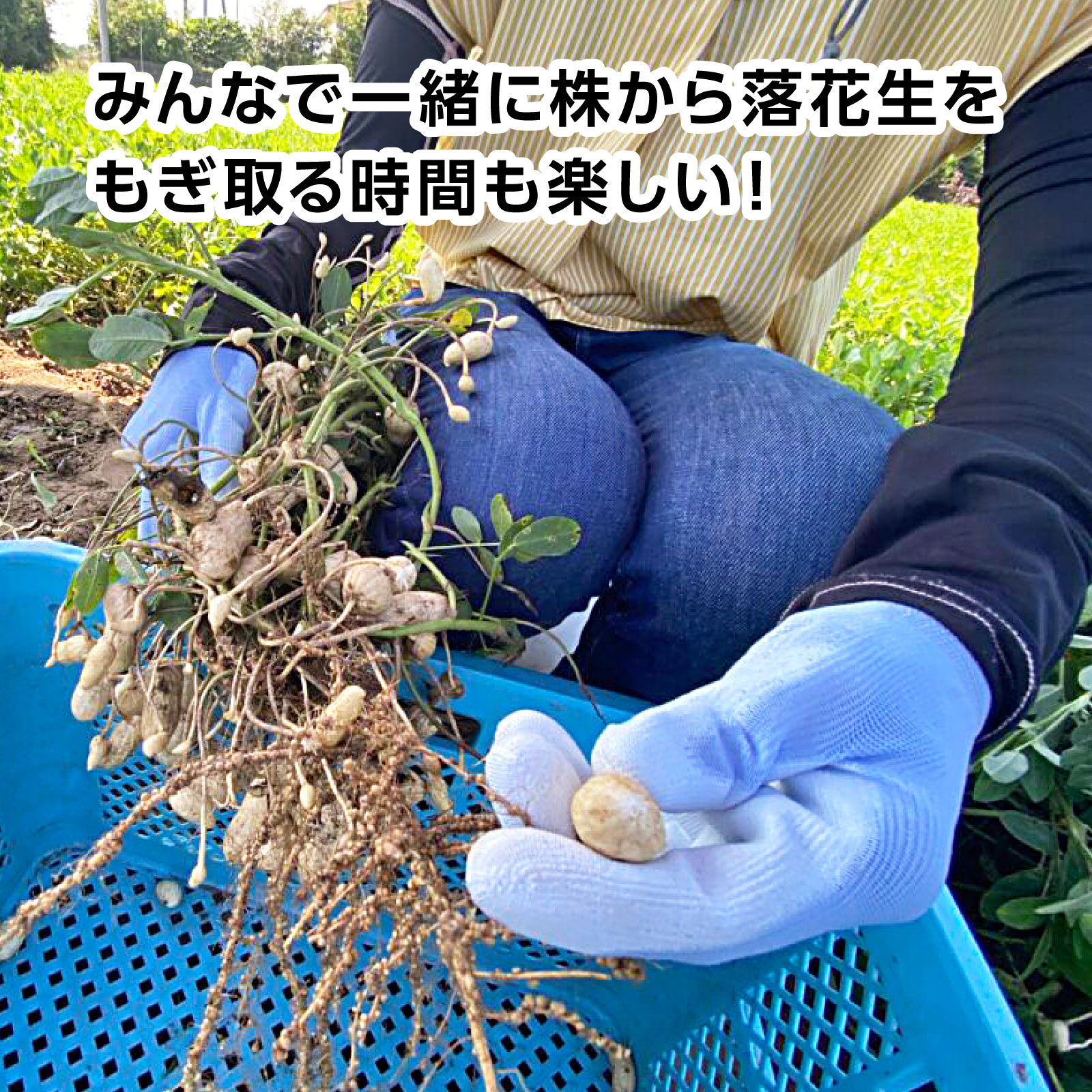 《2025年予約受付》収穫体験（千葉県細谷農園の落花生狩り～おおまさり～）