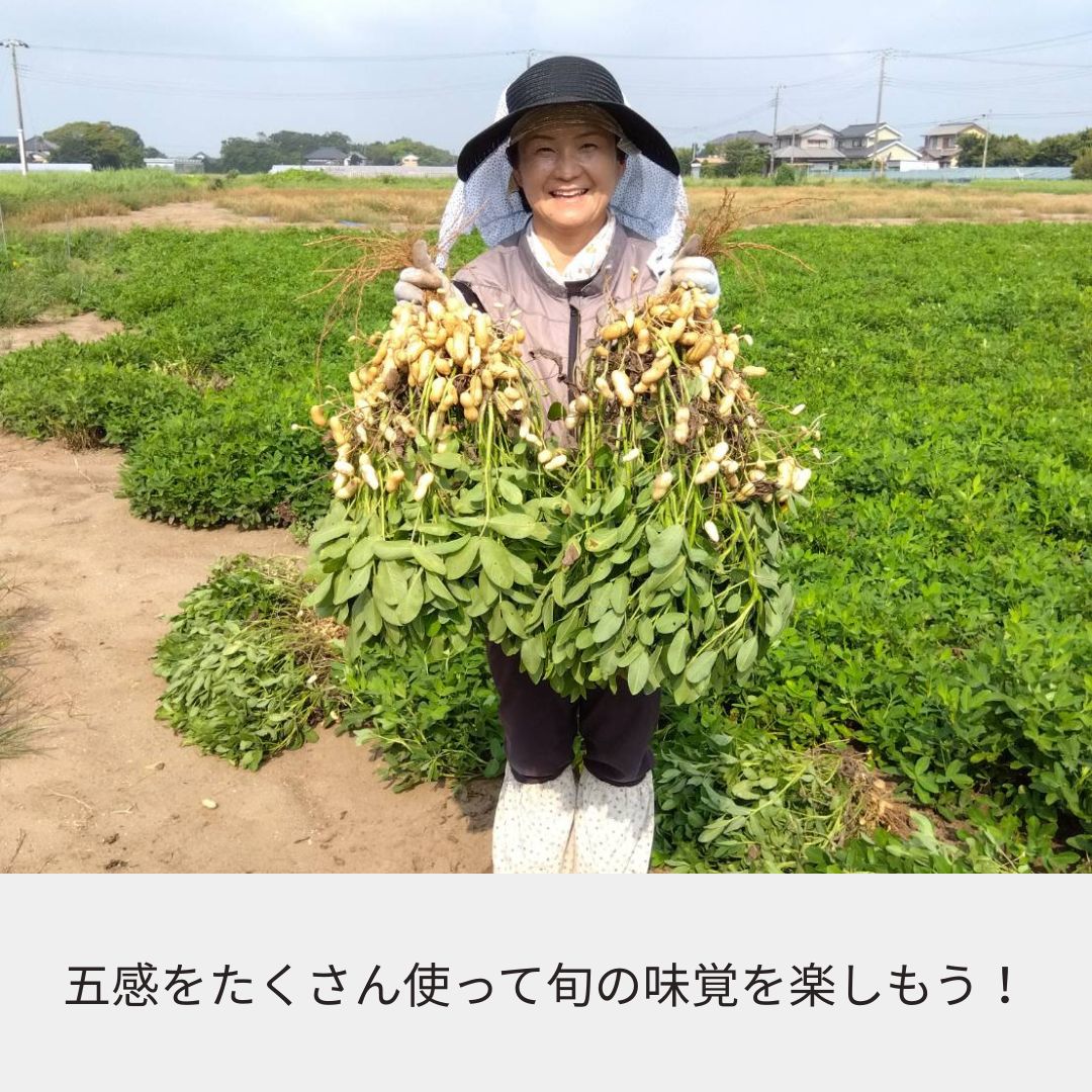 《2025年予約受付》収穫体験（千葉県細谷農園の落花生狩り～おおまさり～）