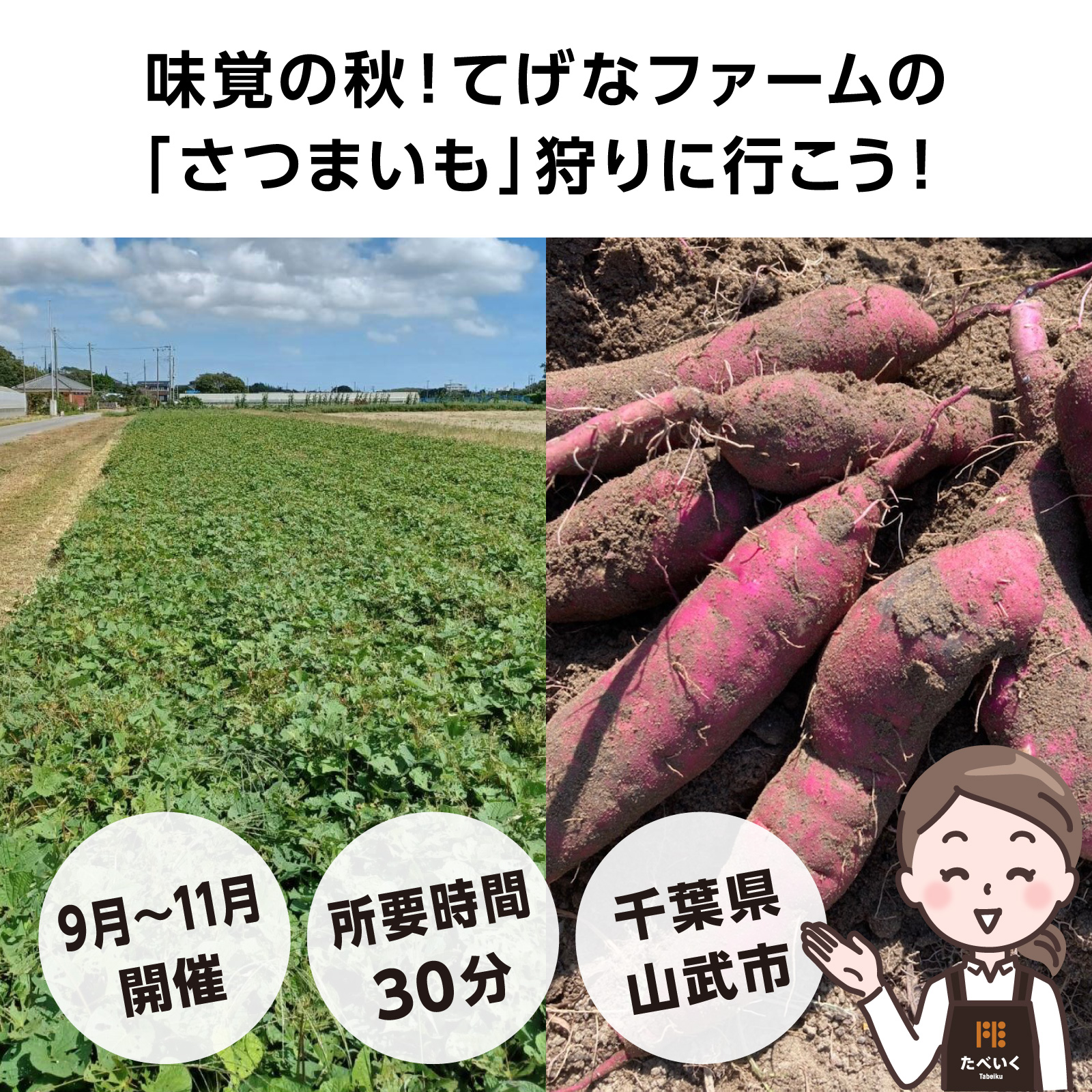 《2025年予約受付》千葉県てげなファーム“さつまいも”収穫体験