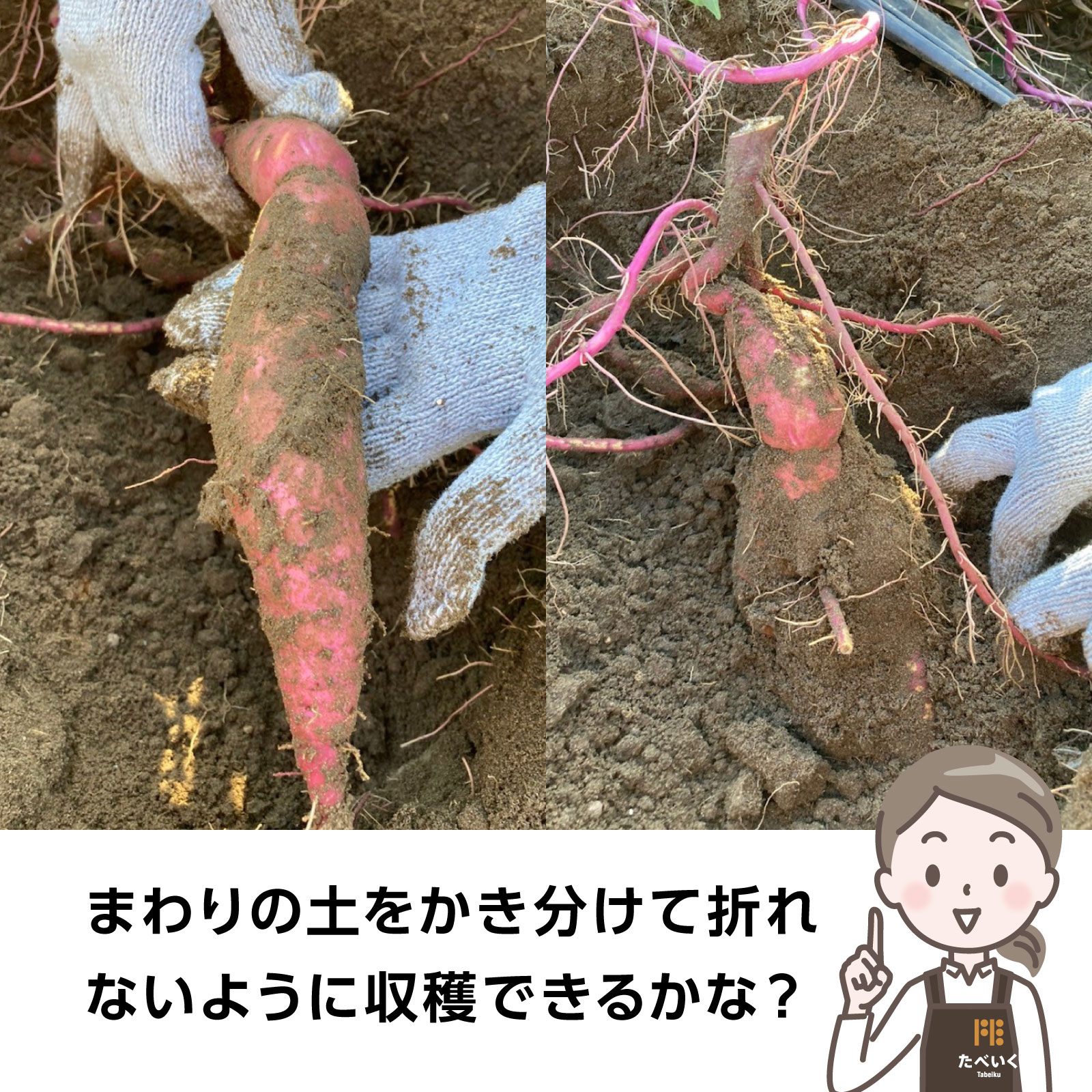 《2025年予約受付》千葉県てげなファーム“さつまいも”収穫体験