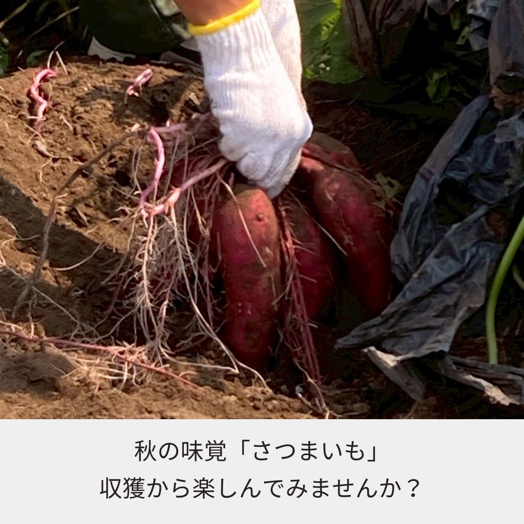 《2025年予約受付》千葉県てげなファーム“さつまいも”収穫体験
