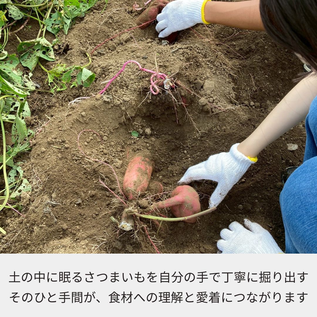 《2025年予約受付》千葉県てげなファーム“さつまいも”収穫体験