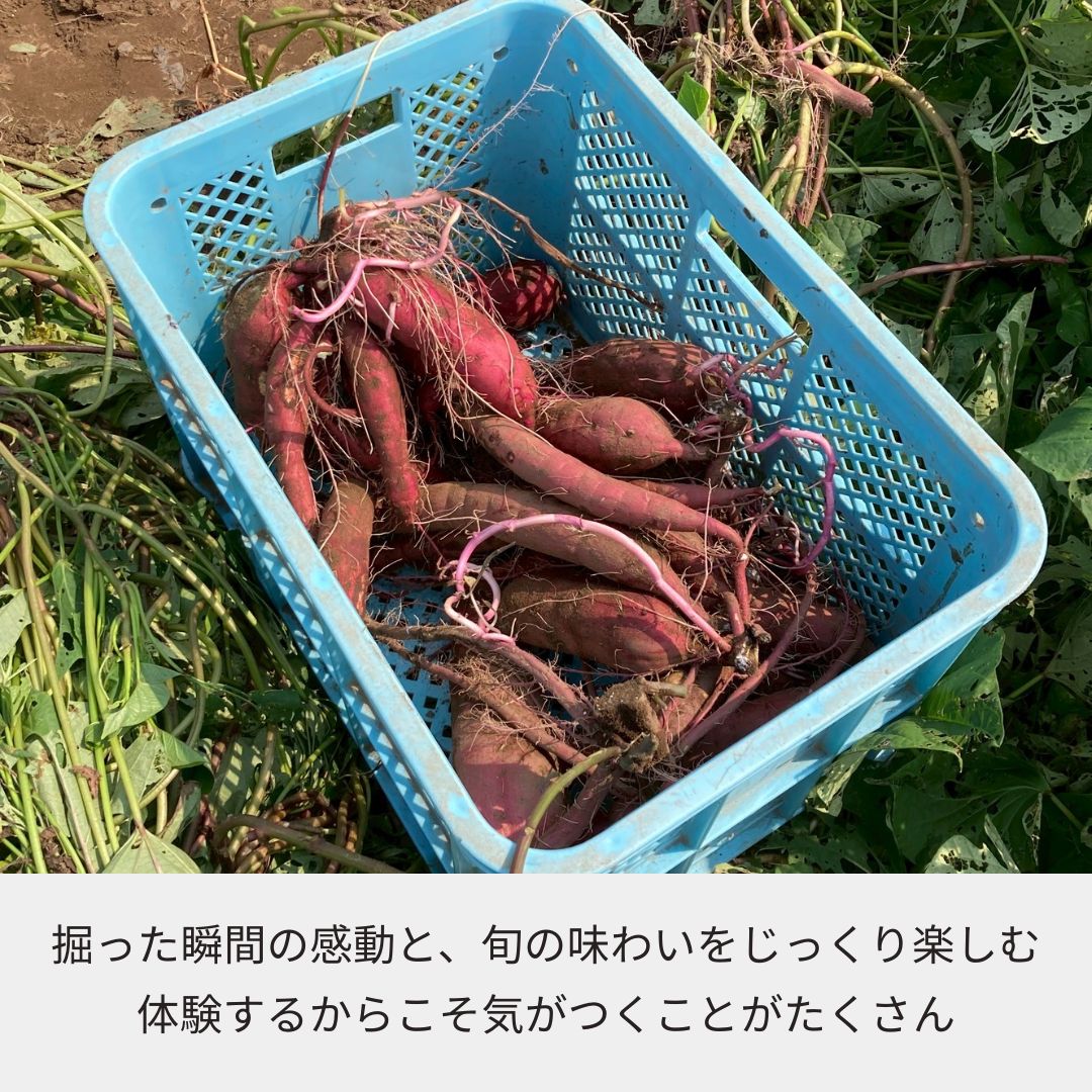 《2025年予約受付》千葉県てげなファーム“さつまいも”収穫体験