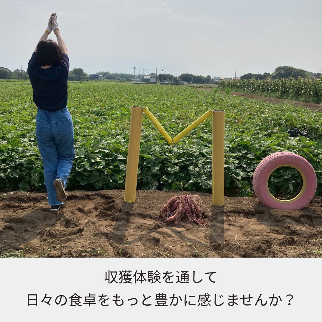 《2025年予約受付》千葉県てげなファーム“さつまいも”収穫体験