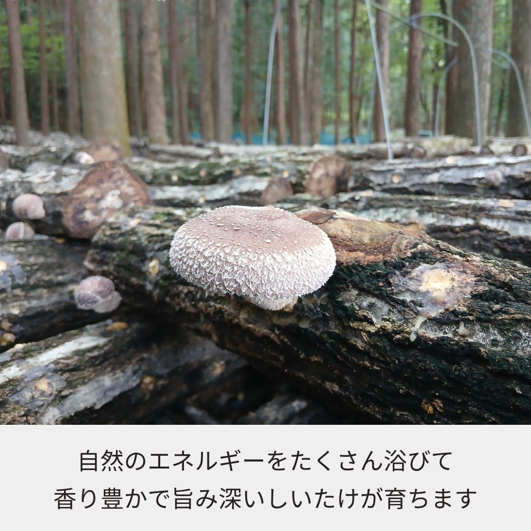 乾しいたけ 1袋（スライス／クラッシュ）