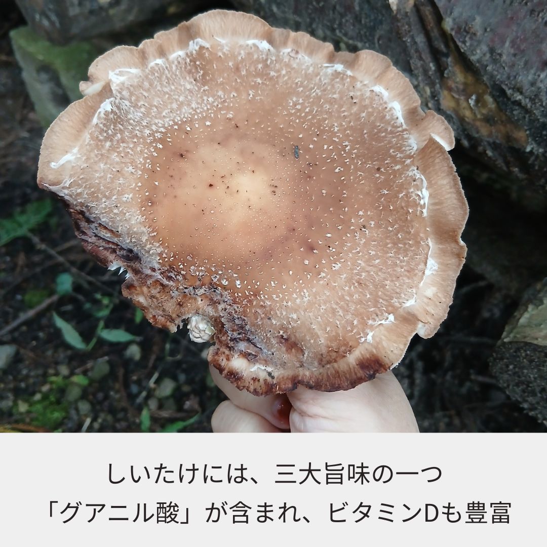 乾しいたけ 1袋（スライス／クラッシュ）