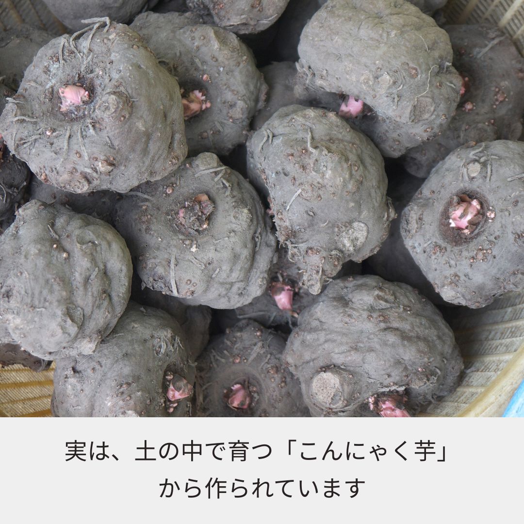 【体験型食育キット】育てるこんにゃく栽培キット ～種芋から育て、こんにゃくを作る～