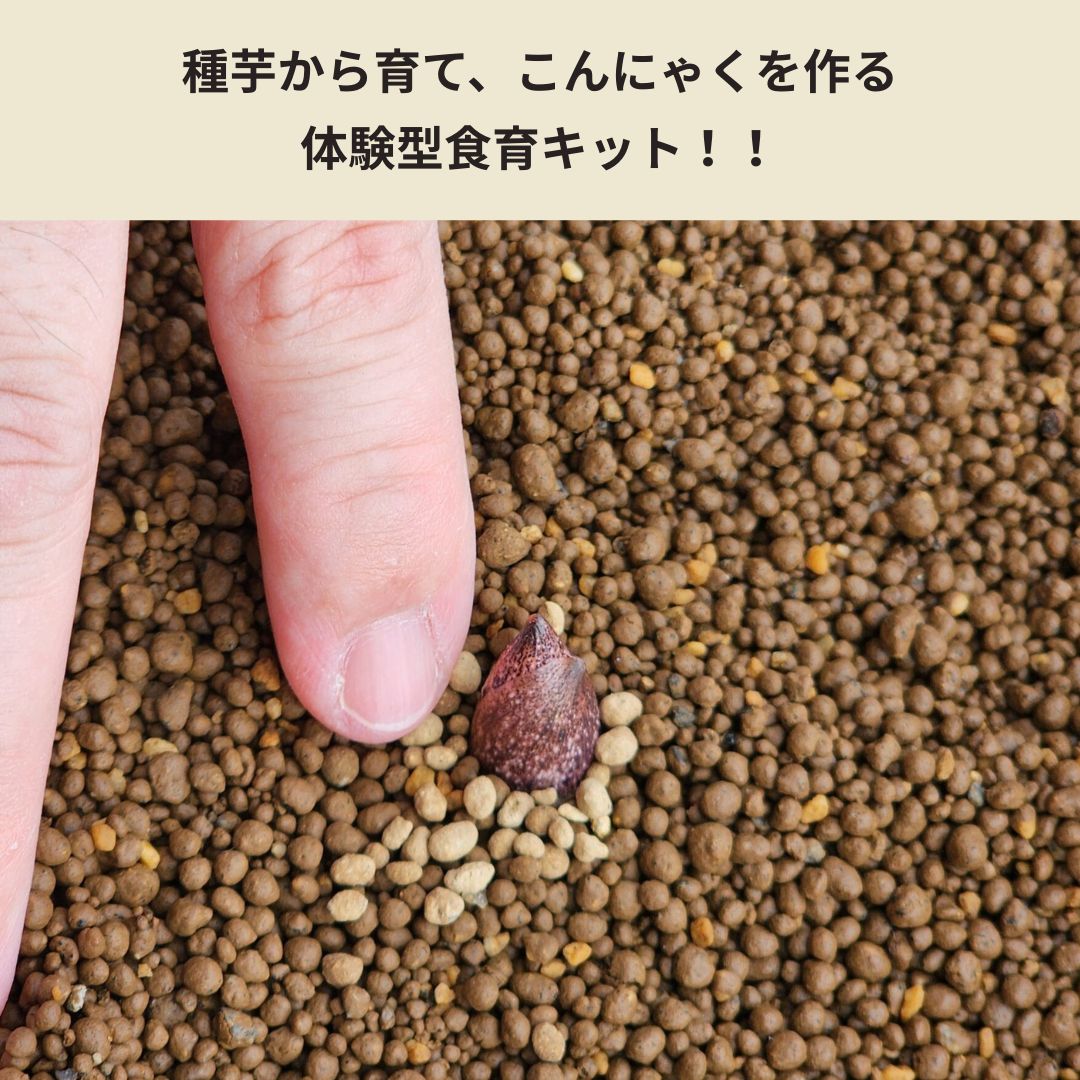 【体験型食育キット】育てるこんにゃく栽培キット ～種芋から育て、こんにゃくを作る～