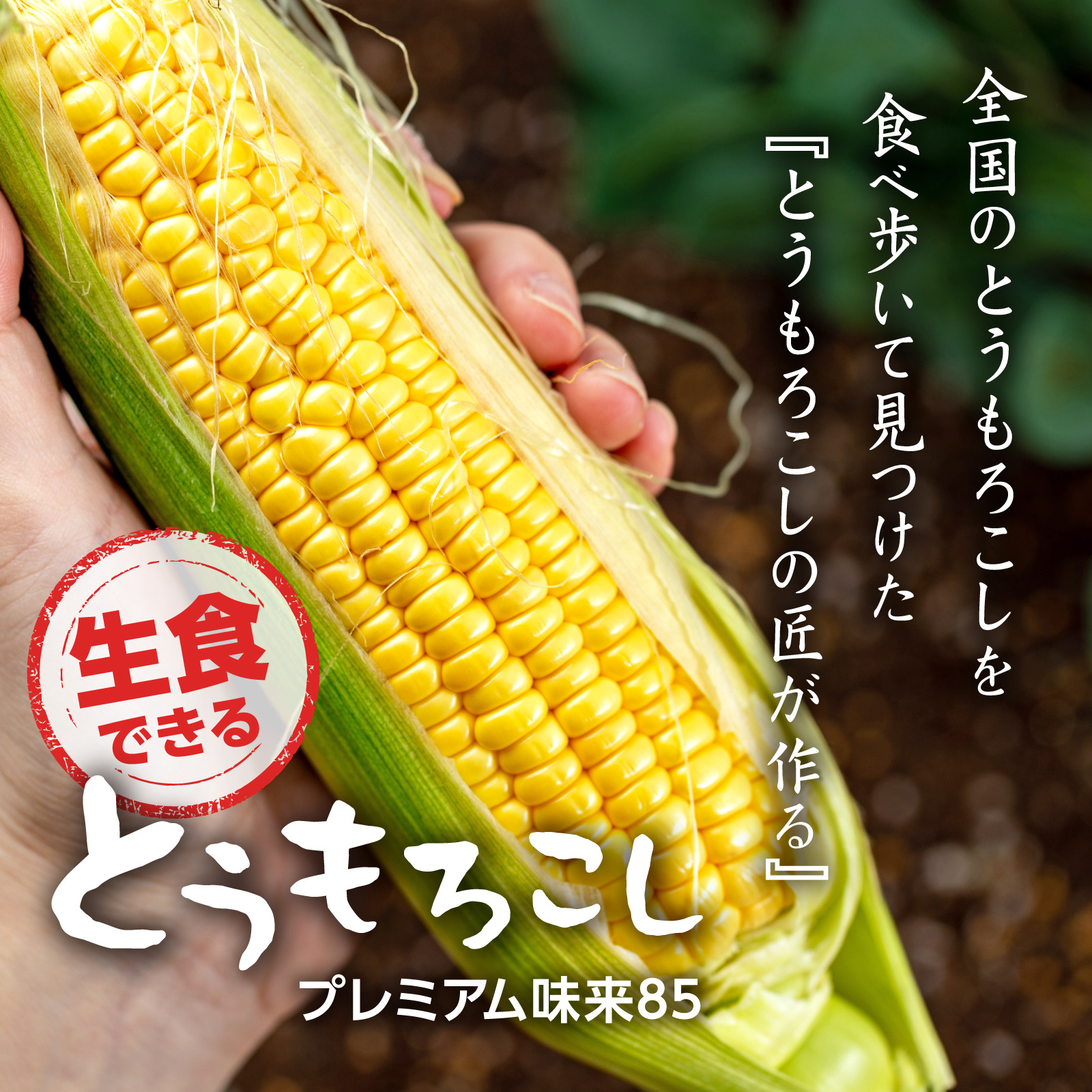 《2026年予約受付中》<宅配>長野県みどりの大地のとうもろこし「プレミアム味来85」一部エリア送料無料!!