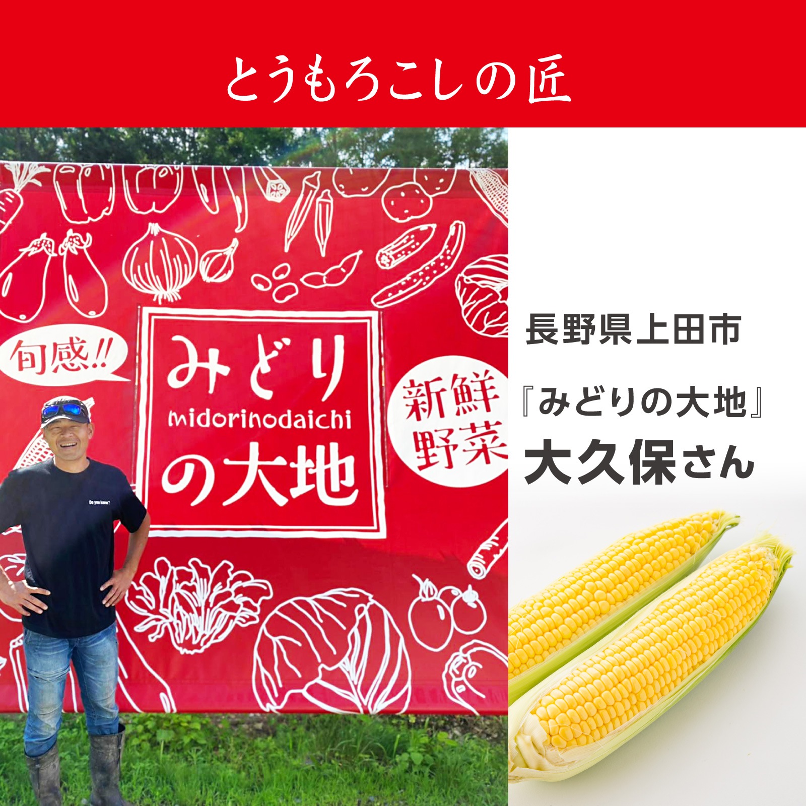 《2026年予約受付中》<宅配>長野県みどりの大地のとうもろこし「プレミアム味来85」一部エリア送料無料!!