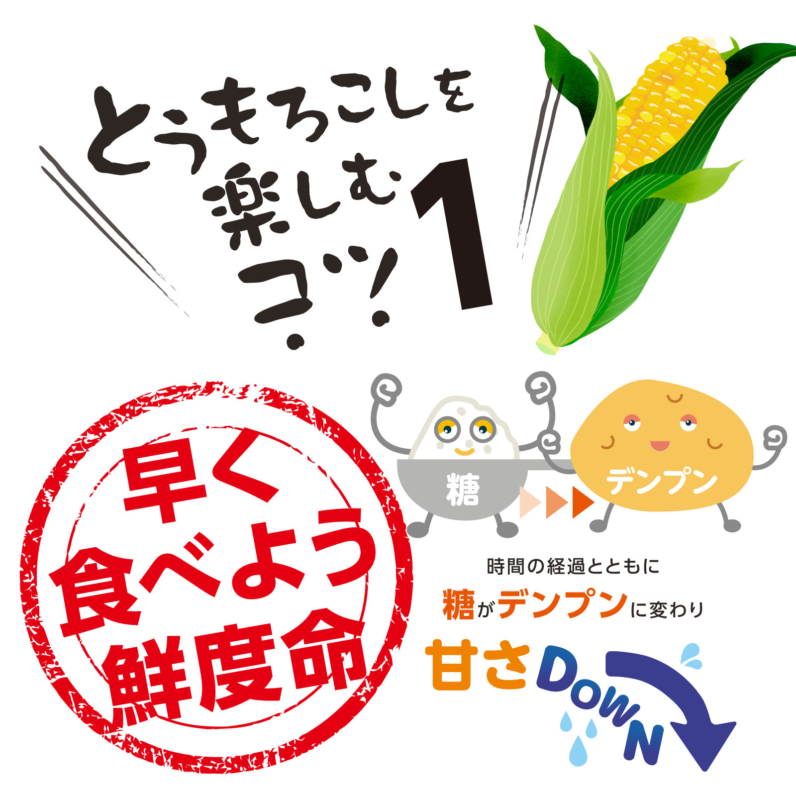 《2026年予約受付中》<宅配>長野県みどりの大地のとうもろこし「プレミアム味来85」一部エリア送料無料!!