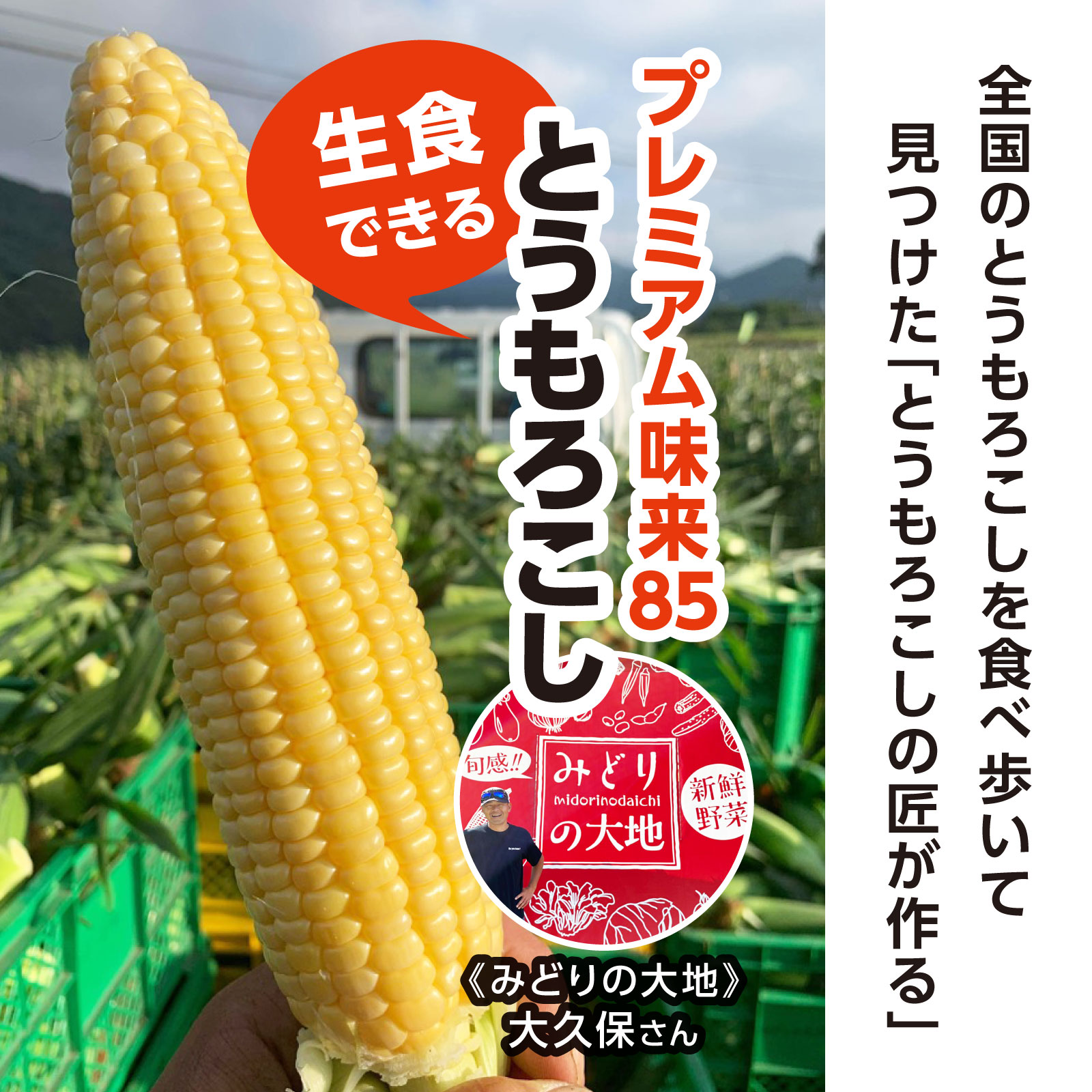 【現地引取】トレタテ大作戦とうもろこし《30本以上購入の方のみ当日配達可能!!（東京都中央区在住の方限定）》