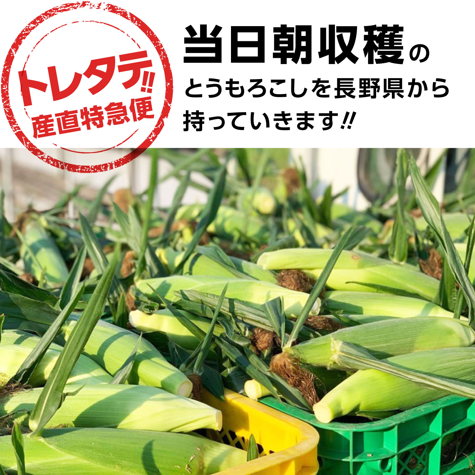 【現地引取】トレタテ大作戦とうもろこし《30本以上購入の方のみ当日配達可能!!（東京都中央区在住の方限定）》