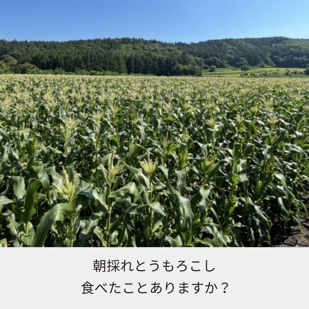 【現地引取】トレタテ大作戦とうもろこし《30本以上購入の方のみ当日配達可能!!（東京都中央区在住の方限定）》