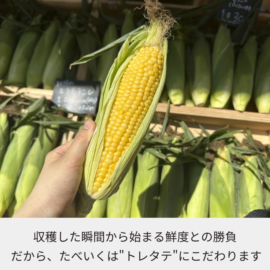 【現地引取】トレタテ大作戦とうもろこし《30本以上購入の方のみ当日配達可能!!（東京都中央区在住の方限定）》