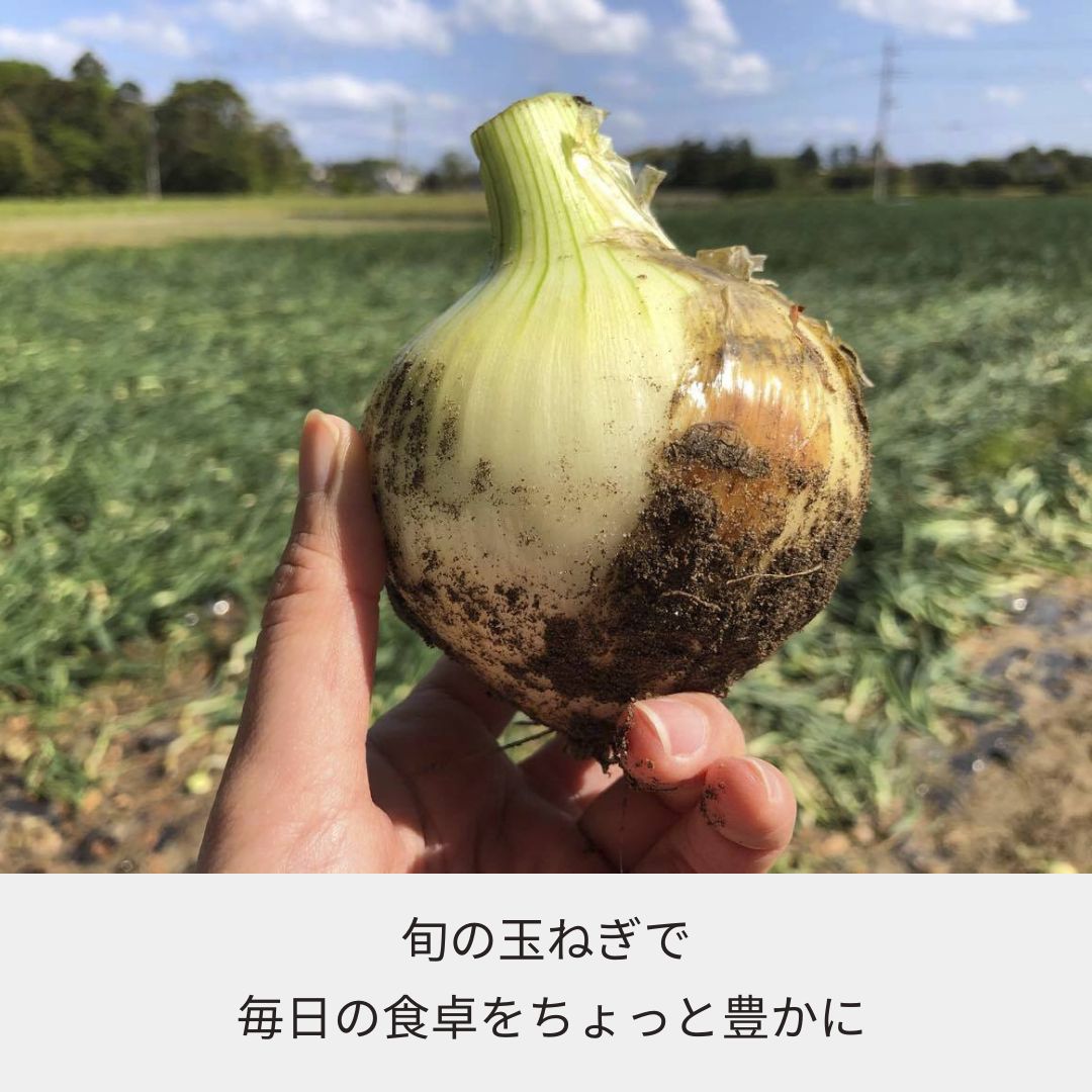 《2026年予約受付中》＜宅配＞千葉県細谷農園 白子産たまねぎ1箱11kg　
