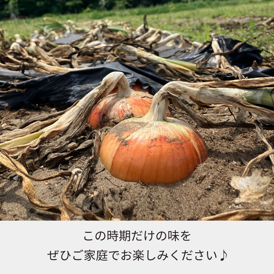 《2026年予約受付中》＜宅配＞千葉県細谷農園 白子産たまねぎ1箱11kg　