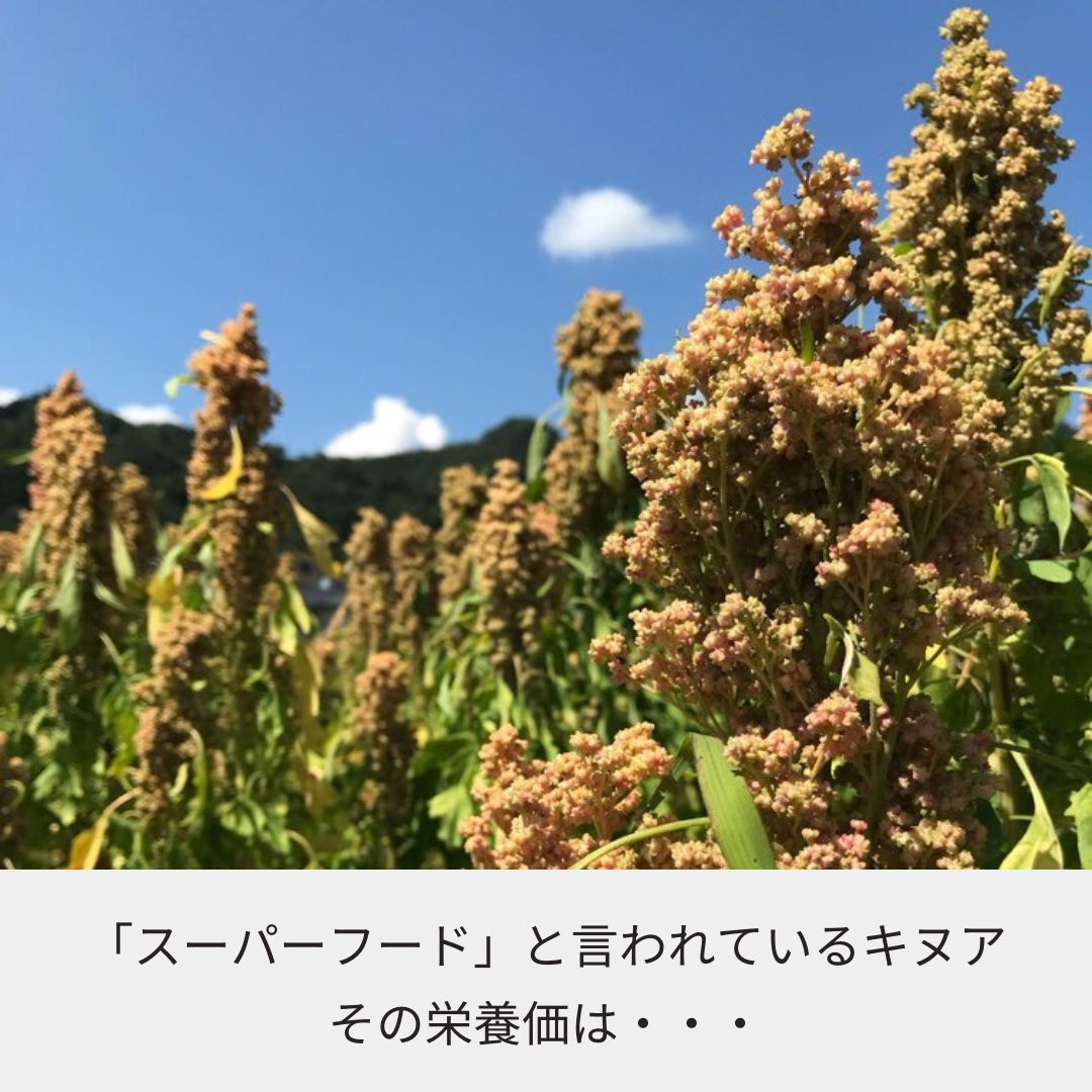 国産スーパーフード！山梨県上野原市　みつばち農場の『キヌア』