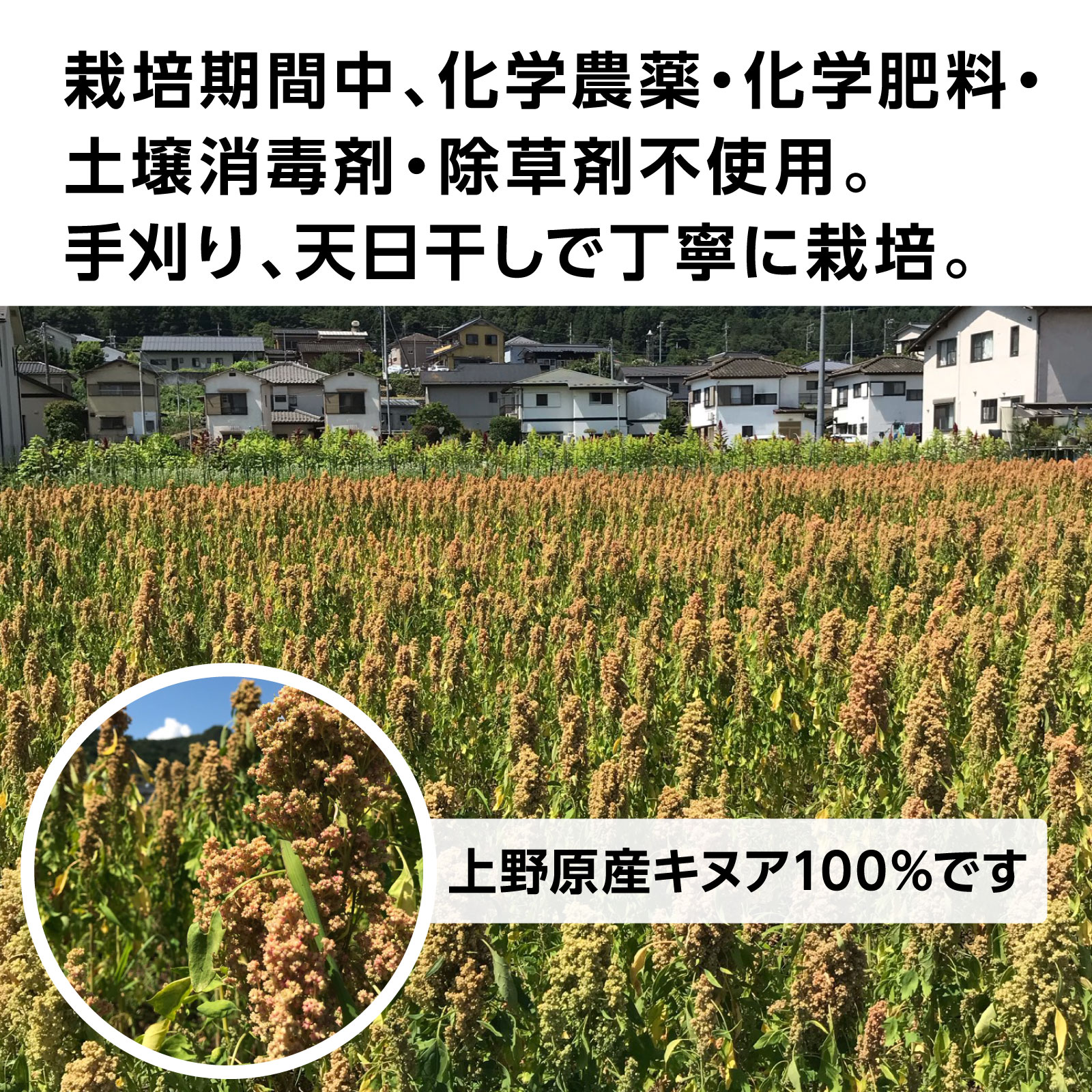 国産キヌアを100%使用!山梨県上野原市 みつばち農場の『キヌアコーヒー』