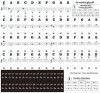 ピアノ用 鍵盤シール 《ブラック》 ステッカー キーボード 音符シール 初心者 練習用 ドレミ 音階[定形外郵便、送料無料、代引不可]|パソコン周辺機器|受発注商品
