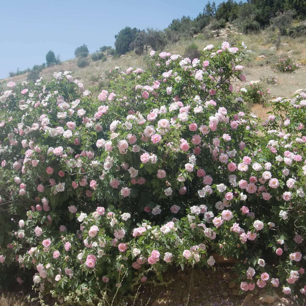 ڥ 󥸥󥰡ۥեᥤWפΥѡǥȥåʪ95% /200mL