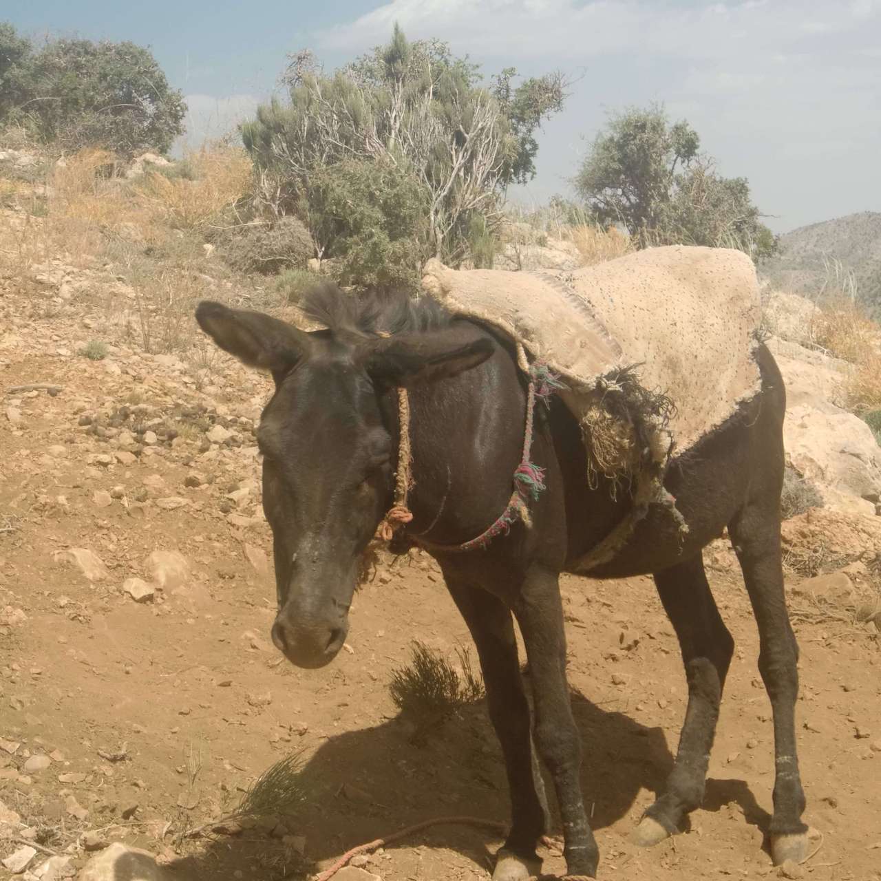 ڥ 󥸥󥰡ۥեᥤWפΥѡǥȥåʪ95% /200mL