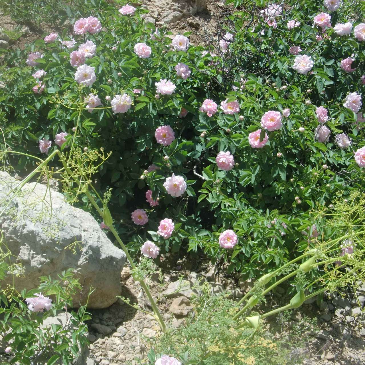 ڥ 󥸥󥰡ۥեᥤWפΥѡǥȥåʪ95% /200mL