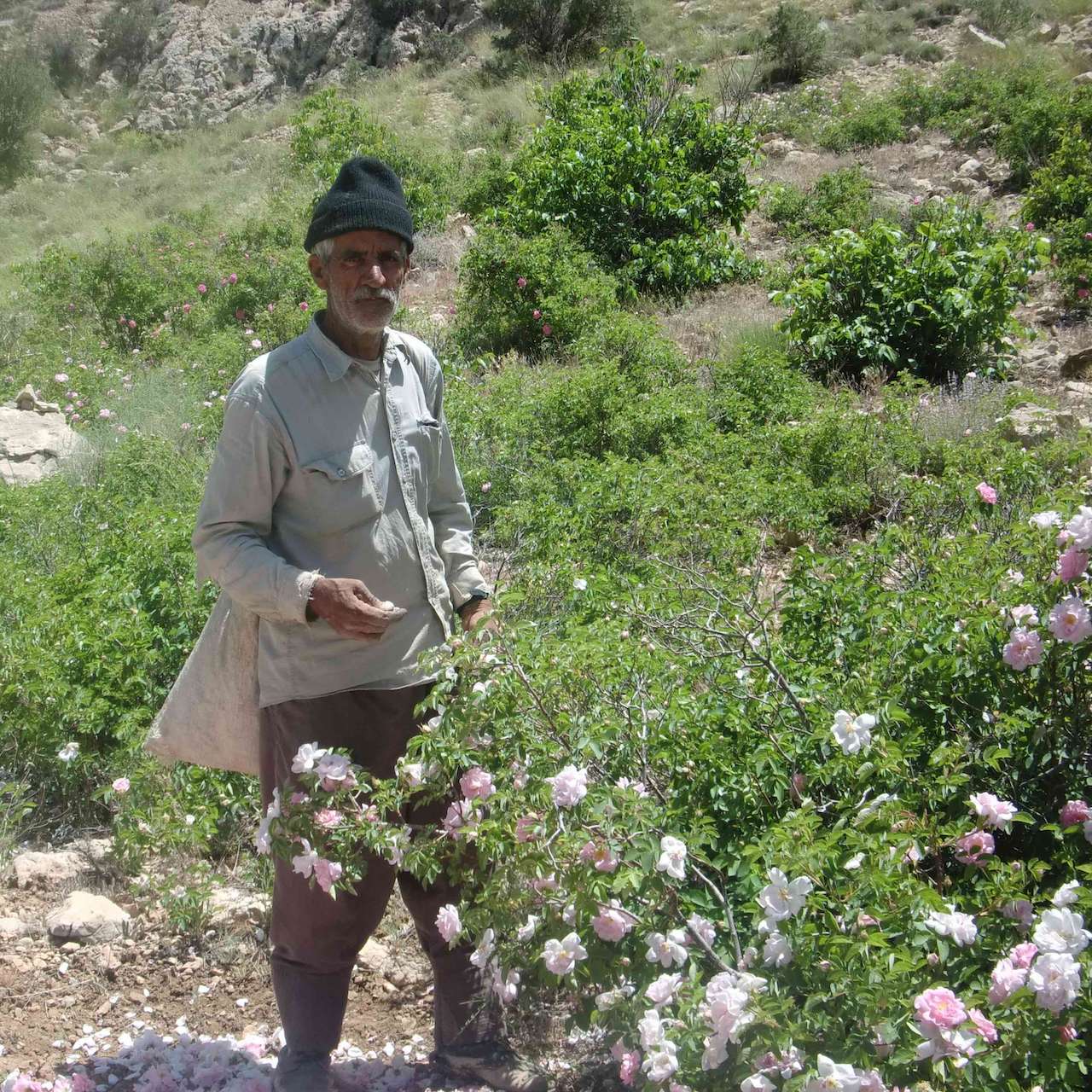 ڥ 󥸥󥰡ۥեᥤWפΥѡǥȥåʪ95% /200mL