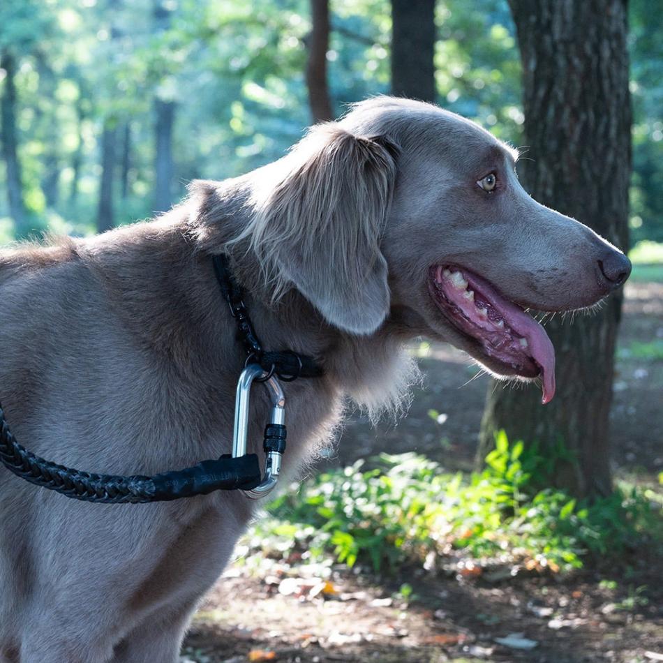 gris WINCH LEASH INDUSTRIAL GREY 120cm [グリ]