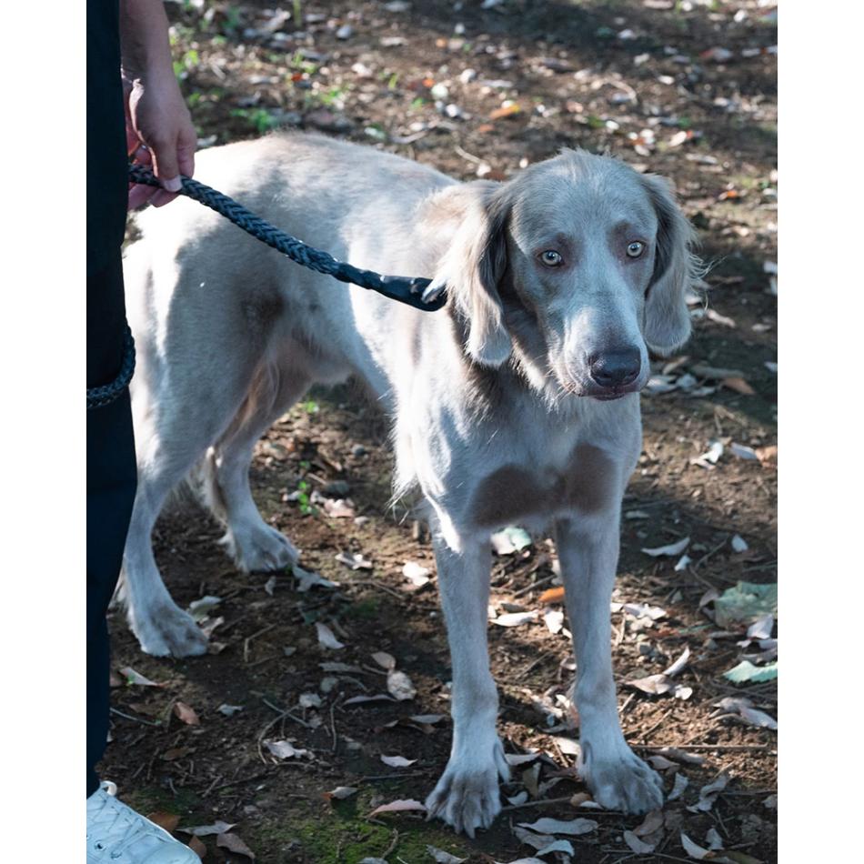 gris WINCH LEASH INDUSTRIAL GREY 130cm [グリ]