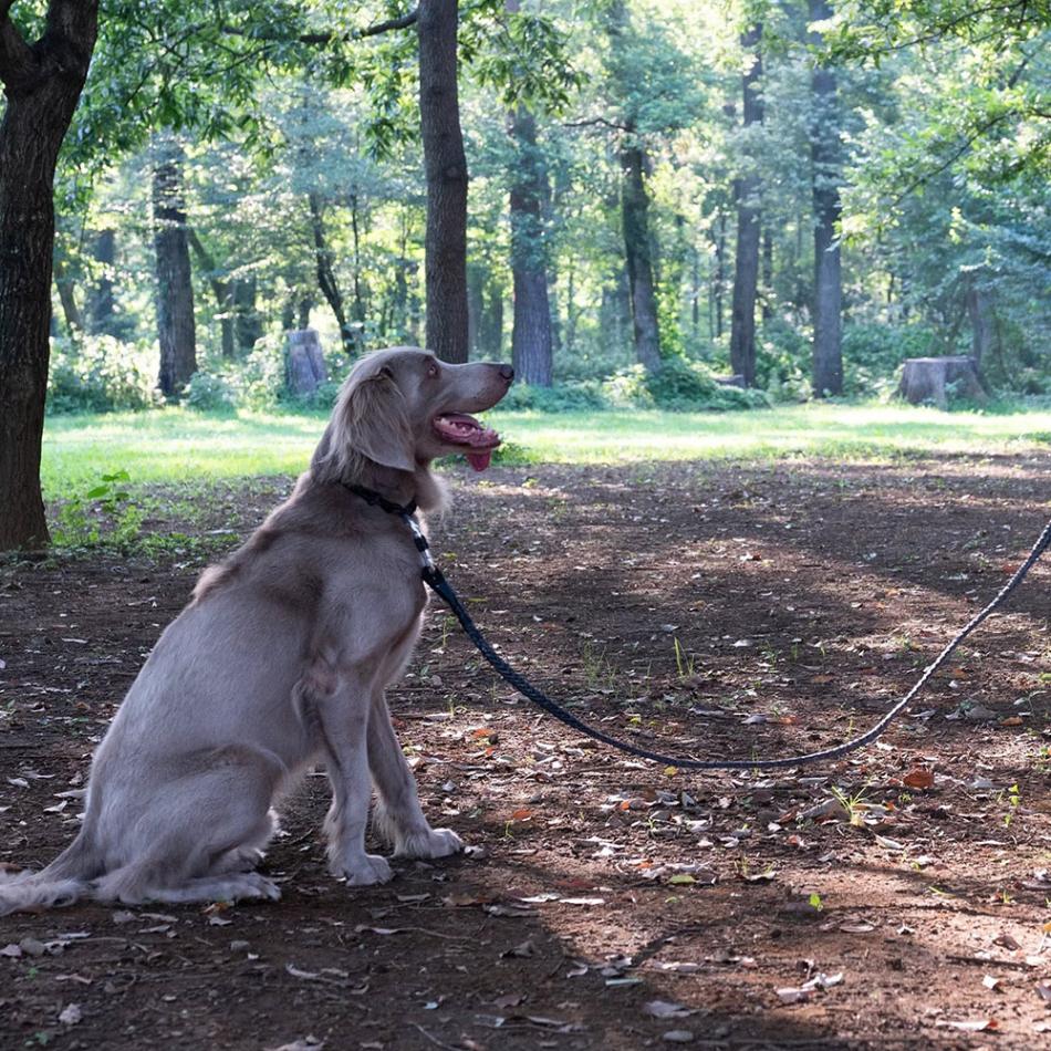 gris WINCH LEASH INDUSTRIAL GREY 185cm [グリ]