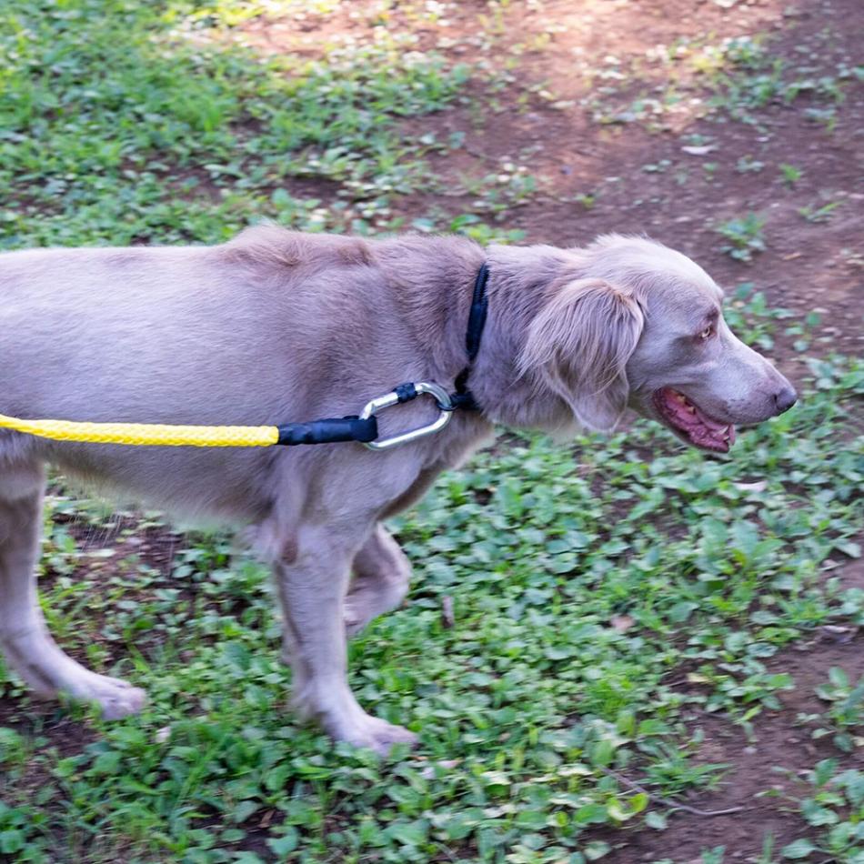 gris WINCH LEASH SHOCK YELLOW 120cm [グリ]