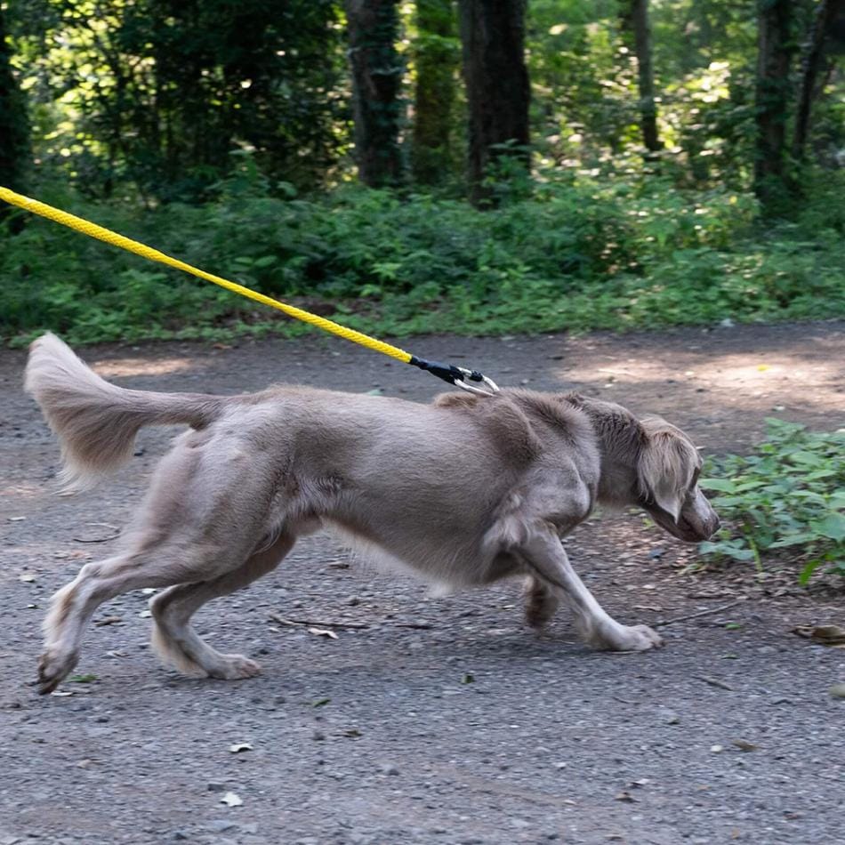 gris WINCH LEASH SHOCK YELLOW 130cm [グリ]