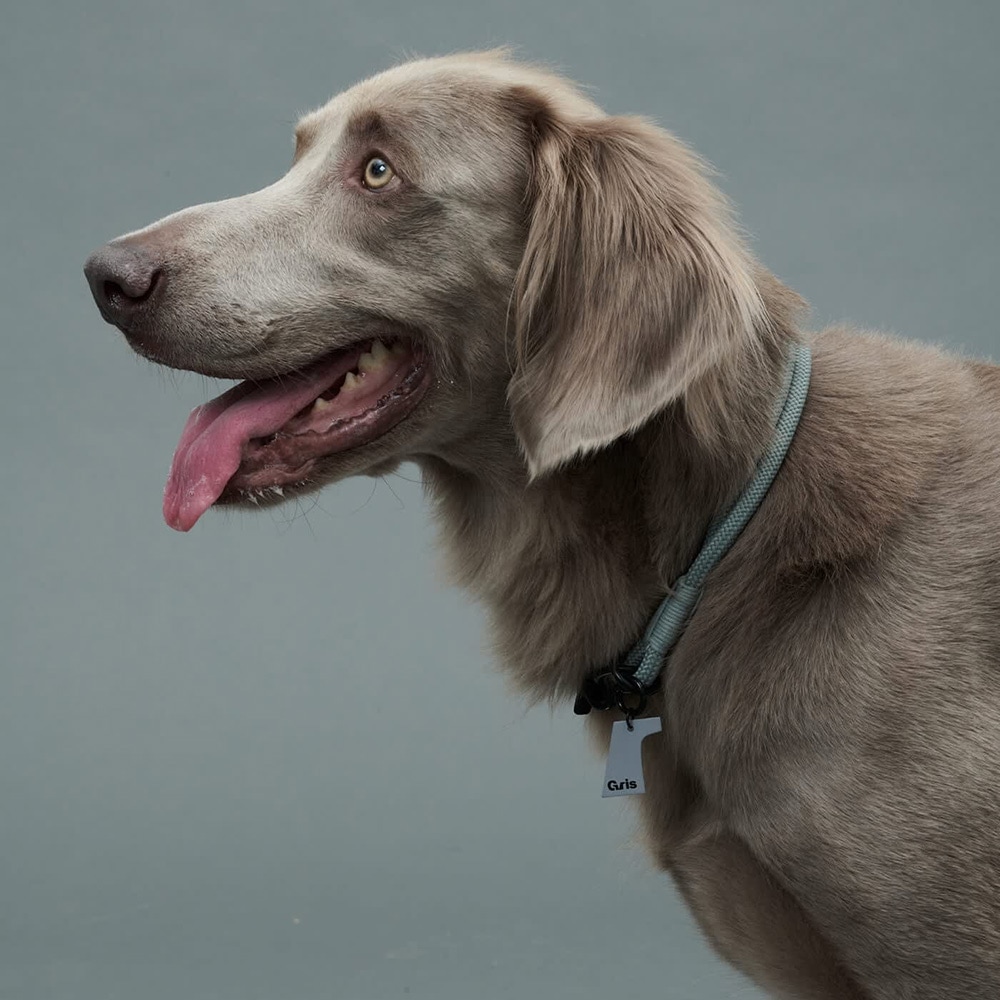 gris THE COLLAR LIMESTONE 45cm [グリ]