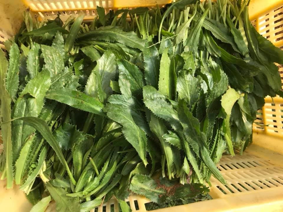 ベトナム産ヒカマ・Củ đậu - 約25kg 2025年最新】ヒカマの人気アイテム