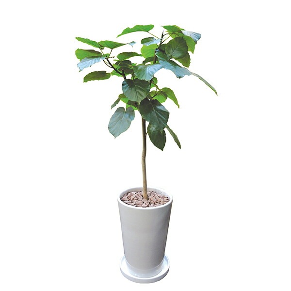観葉植物 ウンベラータ 120cm 陶器LL 大型 室内用 本物 おしゃれ 鉢 