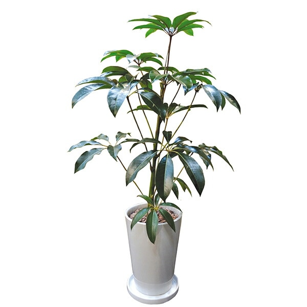 観葉植物 チュピタンサス ツピタンサス 110cm 陶器LL 大型 室内用 本物