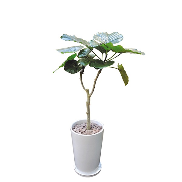 ウンベラータ1m50cm〜80cm 大型植物 ウンベラータ1m50cm〜80cm 大型植物