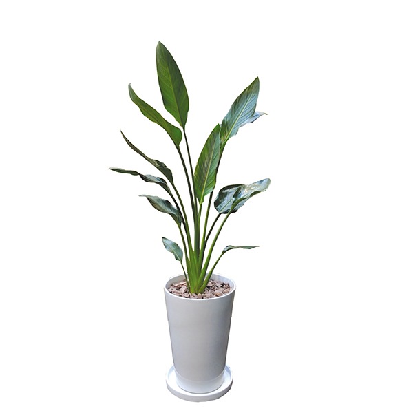 観葉植物 レギネ 110cm 陶器ll 大型 Interplantsnet インタープランツネット インテリアプランツ 開業祝い 新築祝い ギフト 春 新生活 Viewgarden 観葉植物 レギネ 110cm 陶器ll 大型 Interplantsnet インタープランツネット インテリアプランツ 開業祝い 新築祝い ギフト 春 新生活 Viewgarden