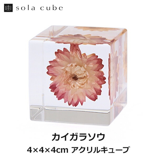 カイガラソウ 宙 Sola cube ソラキューブ ウサギノネドコ おしゃれ