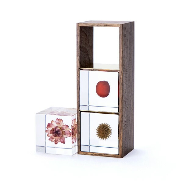 楽天市場】タンポポ 5cm Sola cube 宙 ソラキューブ