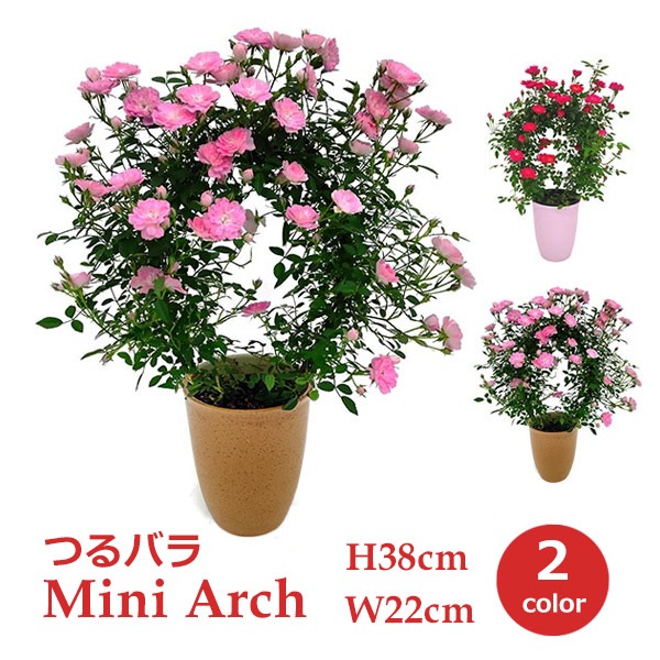 手作りつるバラ #母の日 #お母さんへのプレゼント 手作りつるバラ #母の日 #お母さんへのプレゼント 母の日のプレゼント