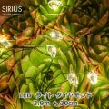 ߥ͡ LED饤 ž ꥹޥ  饤 3.9m  LED 40 ٥ ƥꥢ ⥳б ꥦ SIRIUS Maggie 30836 ̵ åԥб 