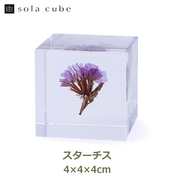 標本 立体 アクリル 花 図鑑 ドライフラワー インテリア sora cube 宙